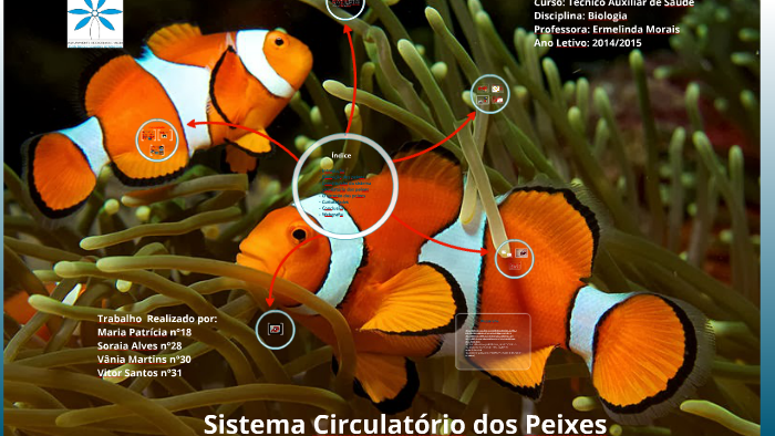 Sistema Circulatório dos Peixes by Soraia Alves on Prezi