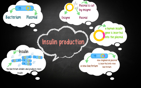 Insulin production by Kiera Ainge on Prezi