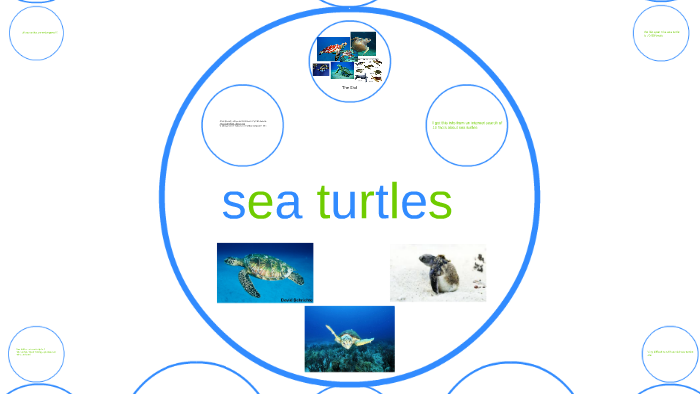 sea turtles by green green on Prezi