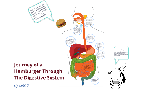 How the Nutrients of a Hamburger Meal Are Processed Through the Body