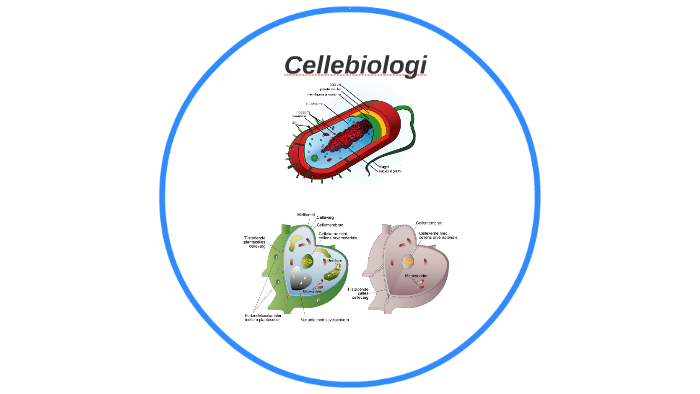 Cellebiologi By Martin Nielsen On Prezi