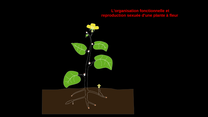 Chapitre 11 : Organisation fonctionnelle des plantes à fleur by David