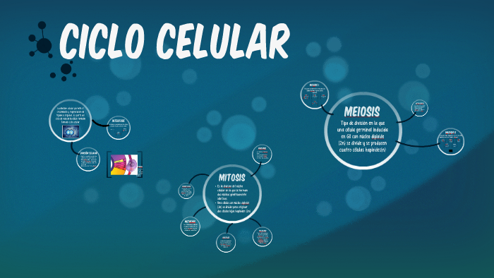 CICLO CELULAR by Alexandra Peña Rios on Prezi