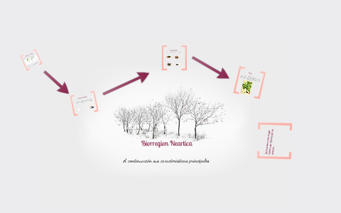 biorregion neartica by carlos jaramillo on Prezi