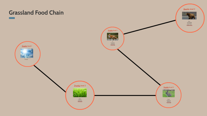 Grassland Food Chain by Ashton Kaye on Prezi Biology Diagrams