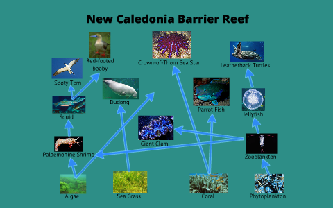 Coral Reef Food Chain Diagram