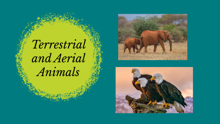 aerial animals images