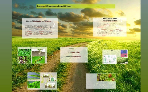Farne Pflanzen ohne Blüten by Simla Gürbüz