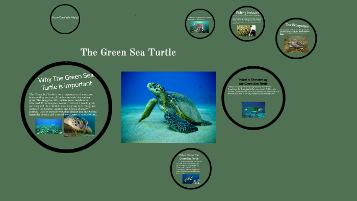 The Green Sea Turtle by xander hawes on Prezi