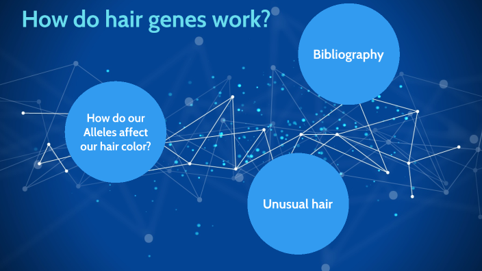 How Do Hair Genes Work By Oliver Trobaugh On Prezi