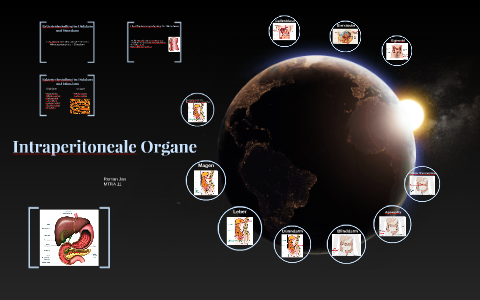 Intraperitoneale Intraperitoneale Organe by Mi La on Prezi