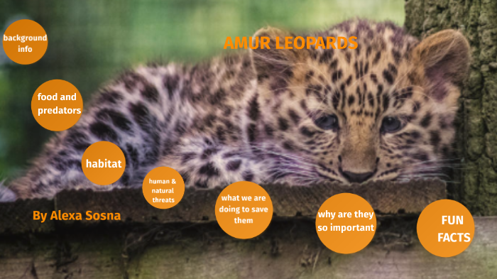 Amur Leopard - Facts, Diet, Habitat & Pictures on