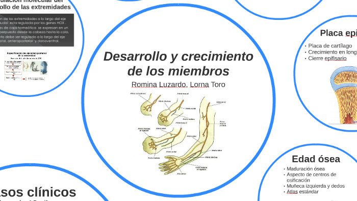 Desarrollo Y Crecimiento De Los Miembros By Romina Luzardo On Prezi