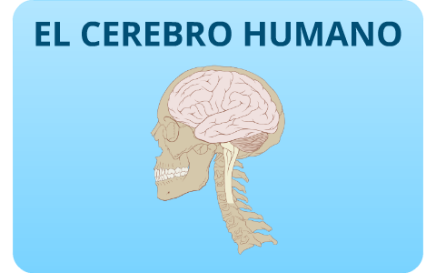 El Cerebro Y El Proyecto Conectoma Humano By Andriu Muñoz On Prezi