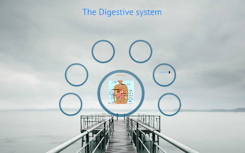 The Digestive system by Zan Ahmad on Prezi