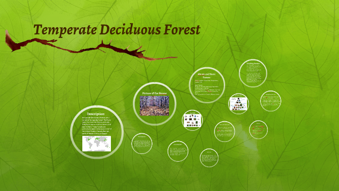 Temperate Deciduous Forest by Ryan Tan on Prezi
