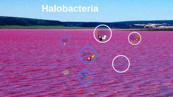 Halobacteria by Bridger Carlton on Prezi