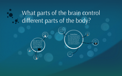 What parts of the brain control different parts of the body? by Josie ...