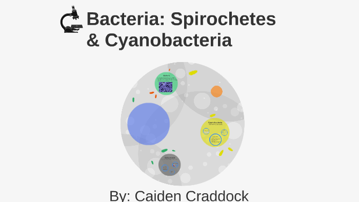 Bacteria: Spirochetes & Cyanobacteria by Caiden Craddock on Prezi