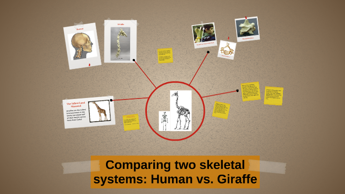 Comparing two skeletal systems: Human vs. Giraffe by Emma Smith on Prezi