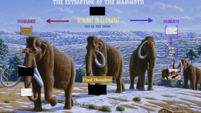 Extinction of Mammoths (Humans or Climate) by Josh Shank on Prezi