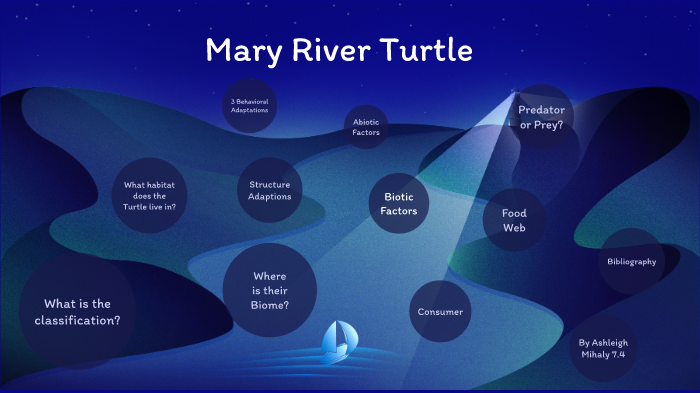 Mary River Turtle By Ashleigh Mihaly On Prezi