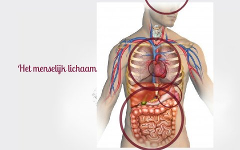 Het menselijk lichaam by Nienke Sijtsma on Prezi