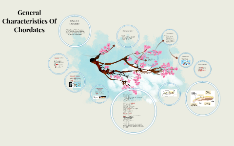 4 DEFINING CHARACTERISTICS OF CHORDATES visual data 6