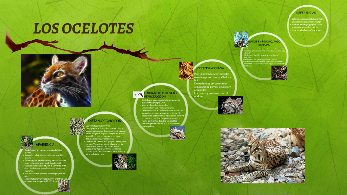 LOS OCELOTES by manmeet kaur on Prezi