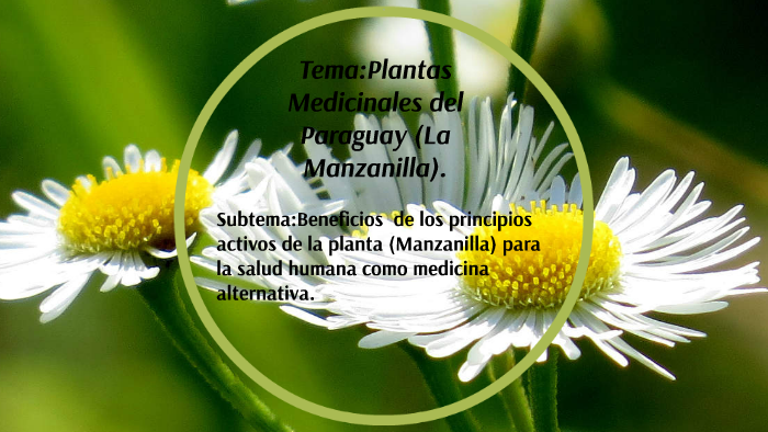 Tema:Plantas Medicinales del Paraguay (La Manzanilla). by Celenne ...