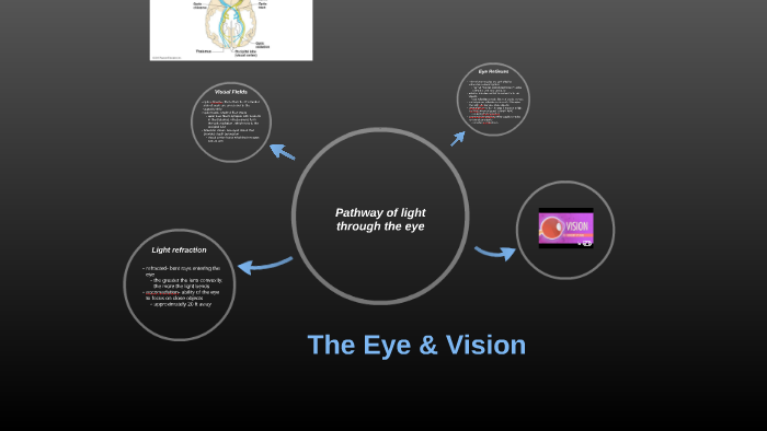 pathway-of-light-through-the-eye-diagram-quizlet