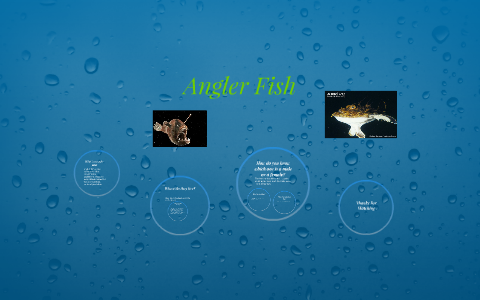 Angler Fish by Kevin Lopez on Prezi
