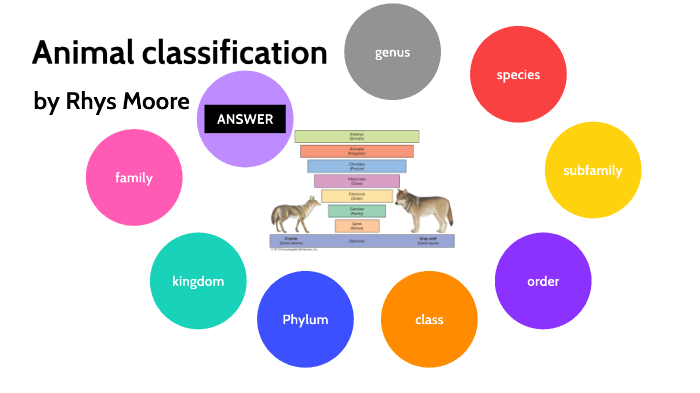 Animal Classification system by rhys Moore on Prezi