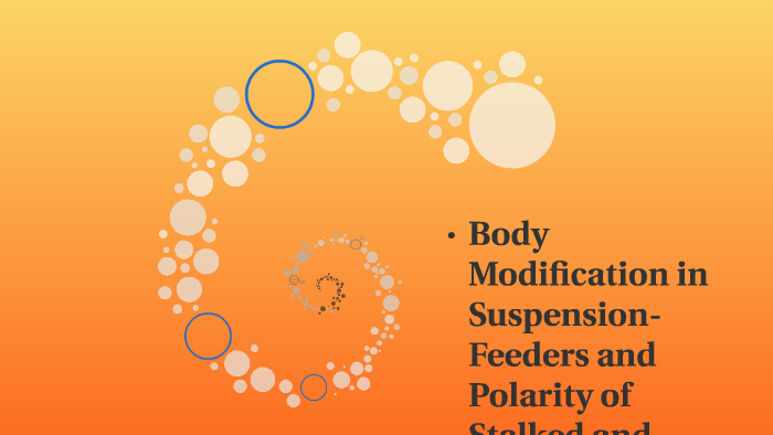 Body Modification In Suspension Feeders And Polarity Of Stal By