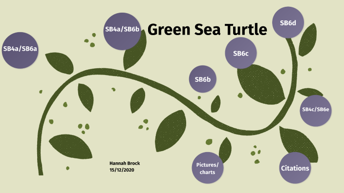 Green Sea Turtle Evolution Project By Hannah Brock On Prezi