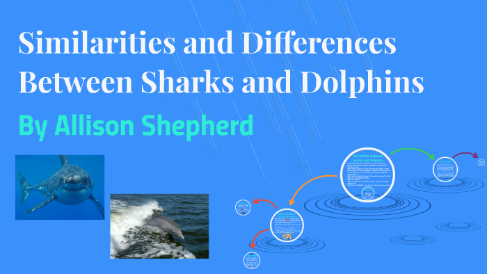 Similarities and Differences Between Sharks and Dolphins by Allison S