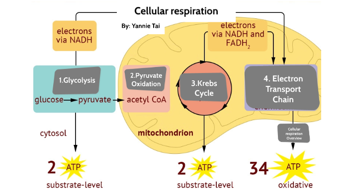 Cellular respiration poster by Yannie Tai