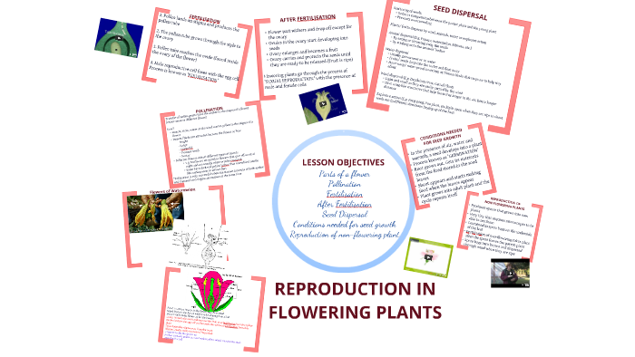 P5 Science Reproduction In Flowering Plants By Audrey Gan