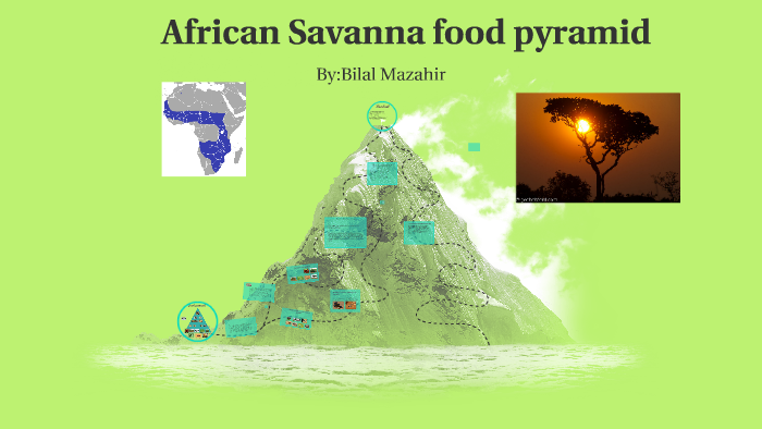 African Savanna energy pyramid by Bilal Mazahir on Prezi