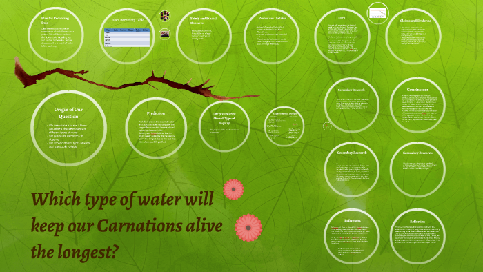 which-type-of-water-will-keep-carnations-alive-the-longest-by-michelle