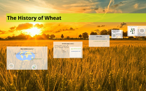 The History Of Wheat By Skylar Ricketts On Prezi