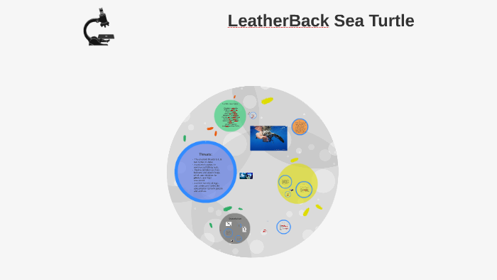 Leather Back Sea Turtle by hayden p on Prezi