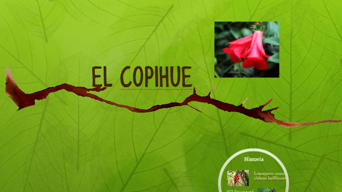 EL COPIHUE by Karinna Schifferli Rifo