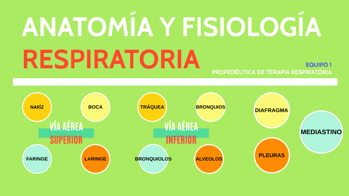 ANATOMÍA Y FISIOLOGÍA RESPIRATORIA By Denisse LS On Prezi