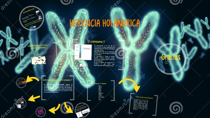 HERENCIA HOLÁNDRICA by Roger Barboza Castro on Prezi