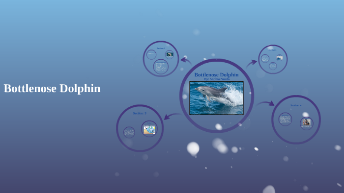 Bottlenose Dolphin by Sophia Nardo on Prezi