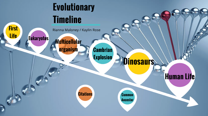 Evolutionary Timeline by Rianna-Lynn Maloney on Prezi