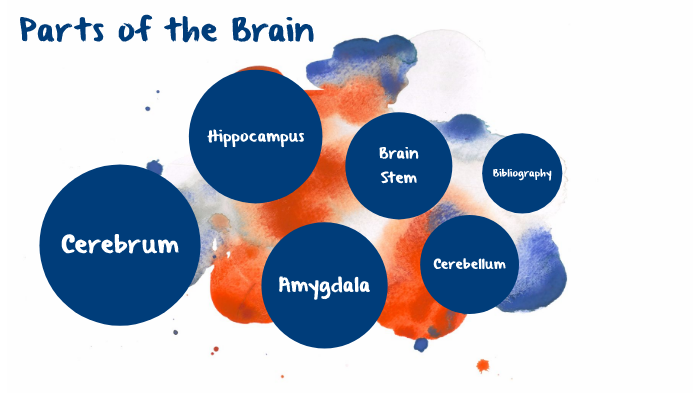 Parts of the brain by Erin Joda on Prezi