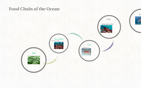Food Chain of the Ocean by Eleanor Toppin on Prezi