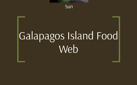 Galapagos Island Food Web by Wesley Harwood on Prezi